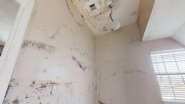 Best Mold Removal for HVAC Installations  in Statham, GA