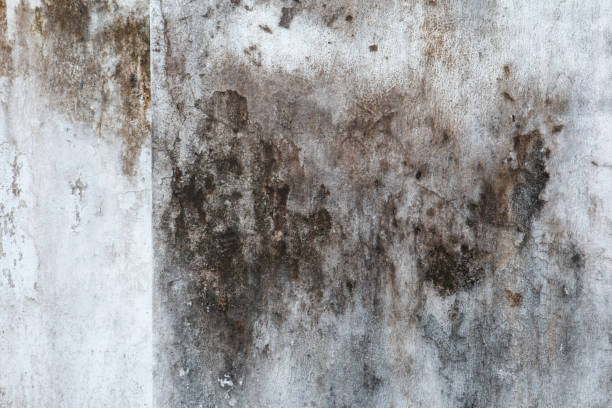 Best Environmental Consulting for Mold Prevention  in Statham, GA