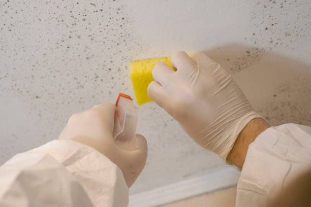 Best Post-Construction Mold Inspection  in Statham, GA