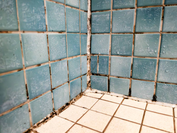 Best Mold Documentation for Insurance Claims  in Statham, GA