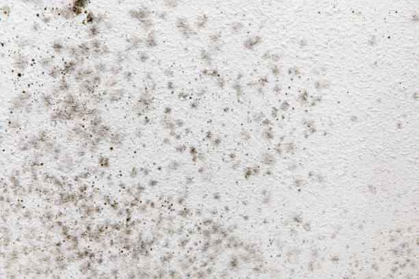 Best Dehumidification Services  in Statham, GA