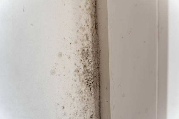 Best Mold Remediation for Rental Properties  in Statham, GA