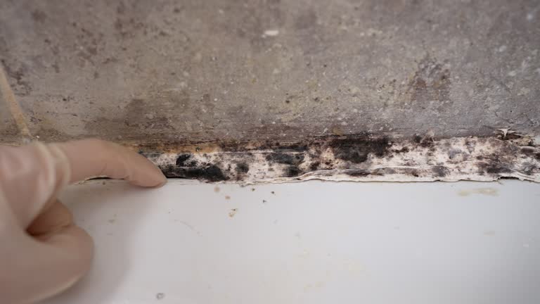 Best Mold Remediation for Healthcare Facilities  in Statham, GA