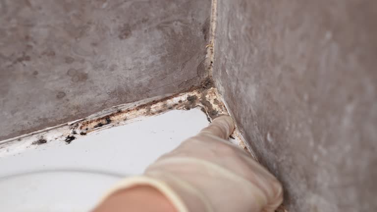 Best Mold Prevention Services  in Statham, GA