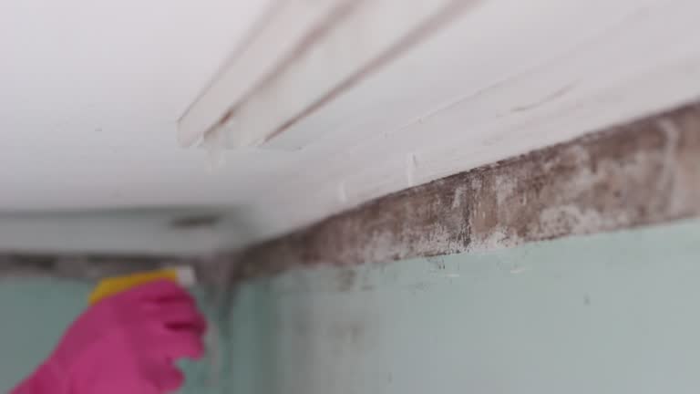 Best Basement Mold Removal  in Statham, GA